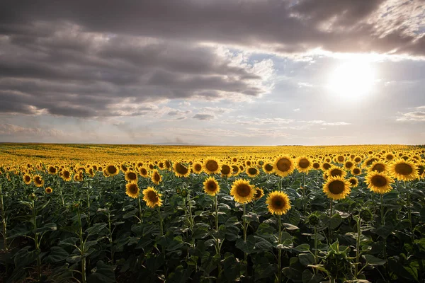 Campo Girasole Tramonto Bellissimo Paesaggio Naturale Panorama — Foto Stock