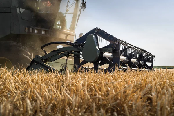 Harvester working in wheatfield at sunset. Harvest ripe wheat. Agriculture and farming