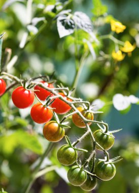  Konteynır bahçesindeki bitkinin üzerinde domates suyu var.