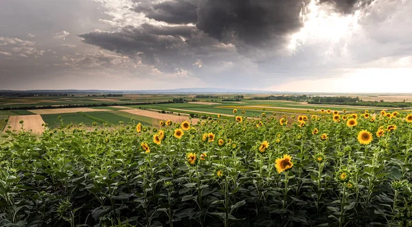 Sunflower Field Sunset Beautiful Nature Landscape Panorama — Stockfoto