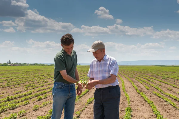 Farmers Standing Corn Field Talking — стоковое фото