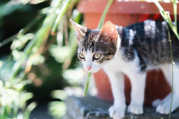 Маленький Котенок Играет Траве Вблизи — стоковое фото