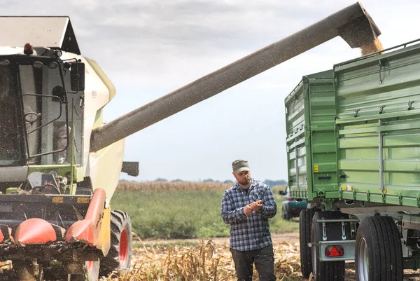 Молодой Фермер Исследует Зерно Кукурузных Полях Время Сбора Урожая — стоковое фото