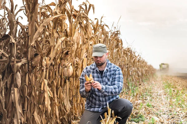 Jovem Agricultor Examina Sementes Milho Campos Milho Durante Colheita — Fotografia de Stock