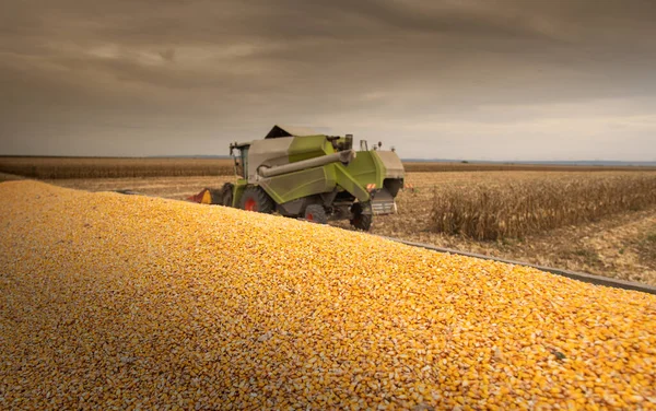 Combine Harvester Harvesting Corn Twilight — Stock Photo, Image