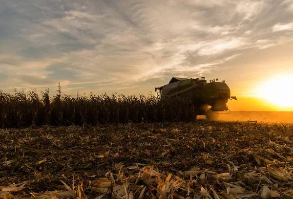 Combine harvester harvesting corn at twilight