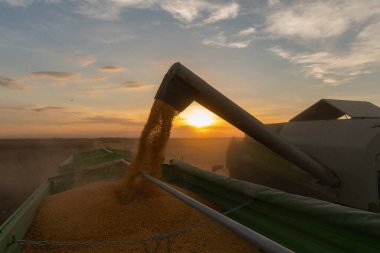 Mısır tahıl hasat Field'da sonra traktör römork dökme