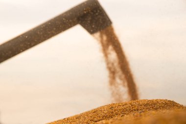 Mısır tahıl hasat Field'da sonra traktör römork dökme