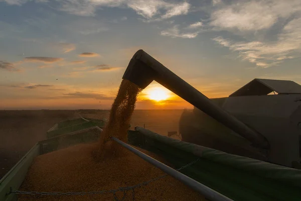 Mısır Tahıl Hasat Field Sonra Traktör Römork Dökme — Stok fotoğraf
