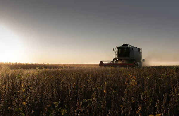 Mähdrescher Erntet Sojabohnen Bei Sonnenuntergang — Stockfoto