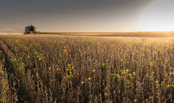 日没時に大豆を収穫する組み合わせ — ストック写真
