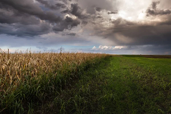 Open corn field at sunset.Corn field .