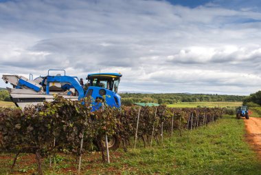 Üzüm toplama makinesi bir üzüm bağından geçiyor..