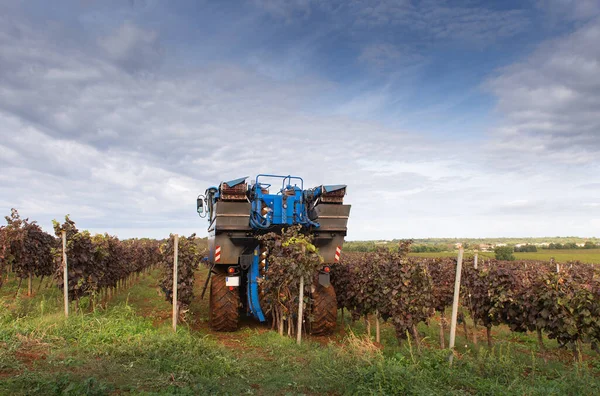 ブドウの収穫機がブドウ畑を通って運転されている — ストック写真