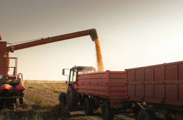 トラクタートレーラーにトウモロコシを注ぐ組み合わせの穀物オーガー — ストック写真