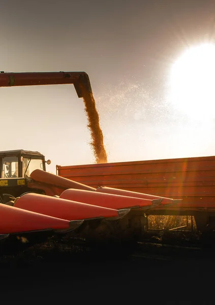 Grain Auger Combine Pouring Corn Tractor Trailer — Stock Photo, Image