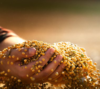 Traktör römorkunda elinde soya taneleri tutan çiftçi.