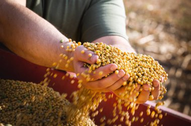Traktör römorkunda elinde soya taneleri tutan çiftçi.