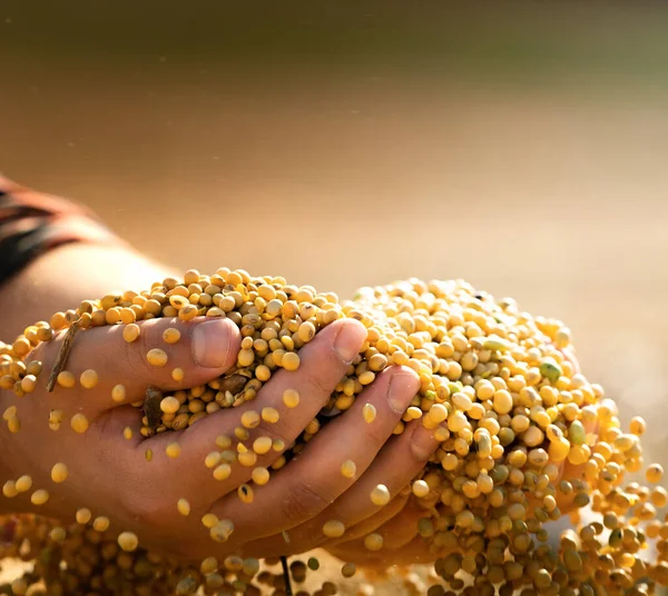 Farmer Holding Soy Grains His Hands Tractor Trailer — Stock Photo, Image