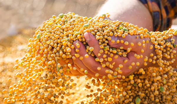 トラクタートレーラーで大豆粒を手にした農民 — ストック写真