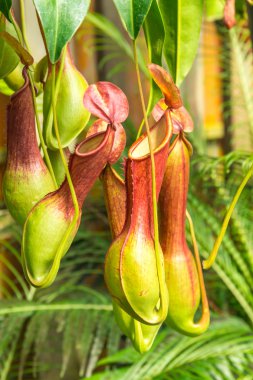 Nepenthes ventrata, etçil bitki