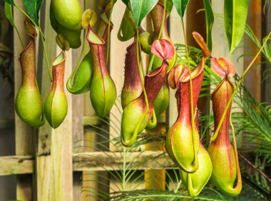 Nepenthes ventrata, etçil bitki