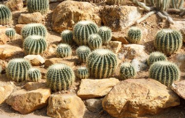 Group of golden barrel cactus clipart