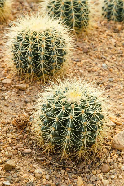 Golden Barrel Cactus — Stock fotografie
