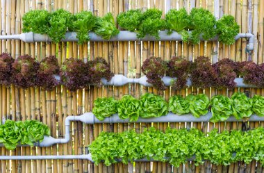 Dikey Hydroponic Bahçe