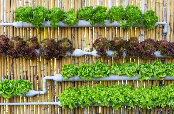 ᐈ Hydroponic Garden Stock Images Royalty Free Hydroponic