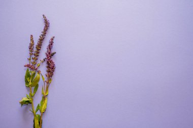 Lavender flowers on purple background. Copy space. Top view, flat lay