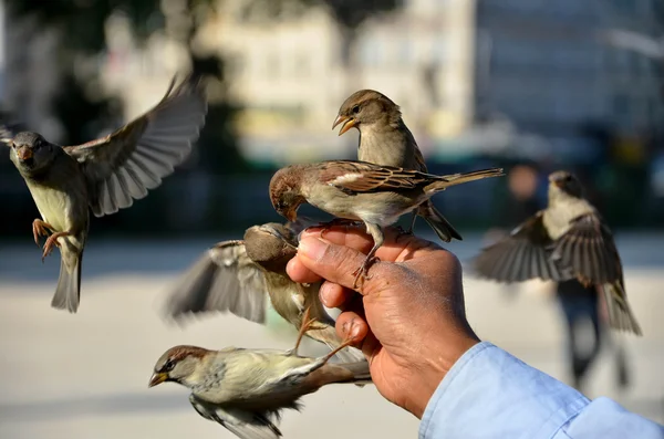 Birds are feeding on man´s hand — Stock Photo, Image