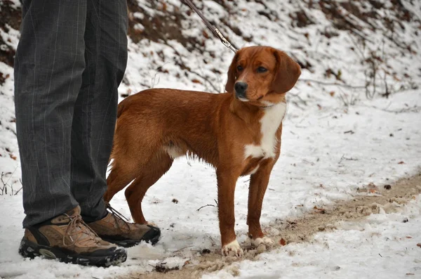Bir köpek ile bir kış yürüyüş