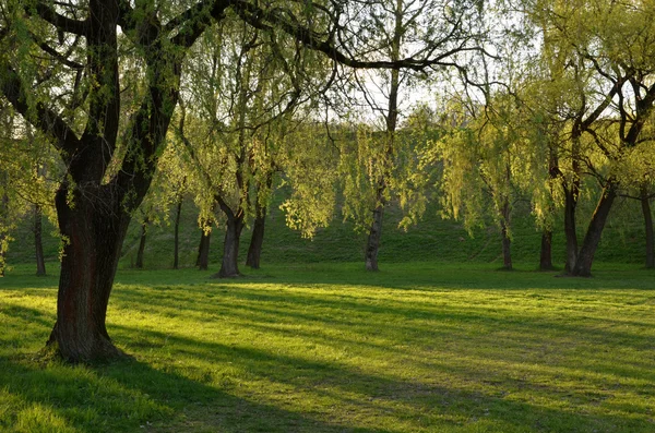 Groen park in de zon — Stockfoto