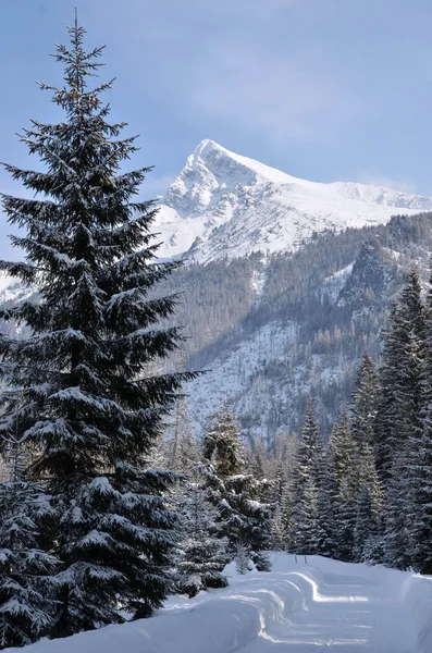 Verschneiter Berg Stockbild