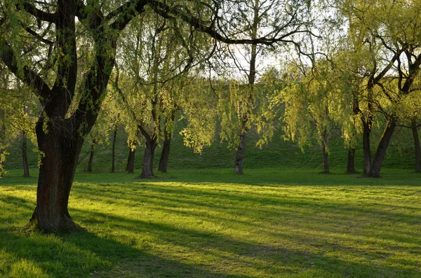 日差しの中で緑豊かな公園 ロイヤリティフリーのストック画像