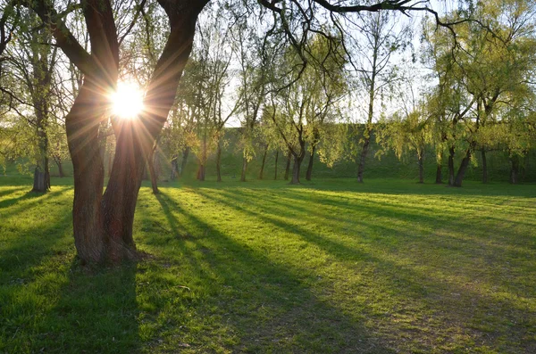 The sun is shining through big tree — Stock Photo, Image