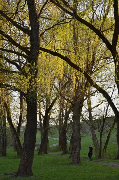 Jonge vrouw in park in de zon — Stockfoto