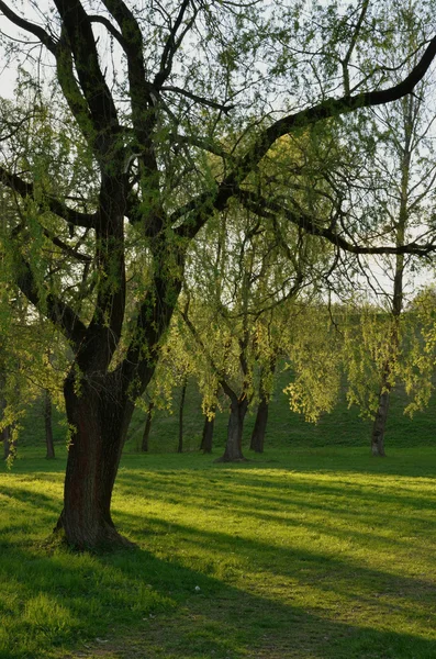 Groen park in de zon in de avond — Stockfoto