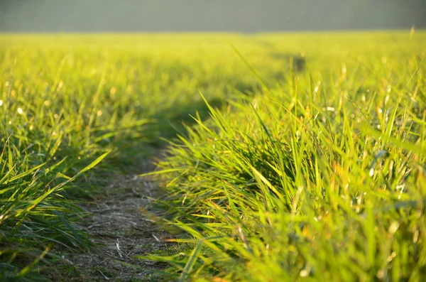 Green meadow in the sunshine in the evening — Stock Photo, Image