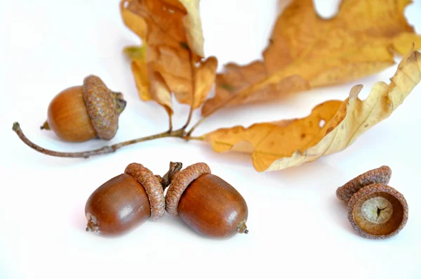 Три жолуді поруч з дубовим листом на білому тлі — стокове фото