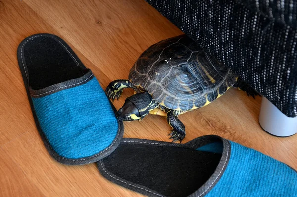 Klein schildpad thuis op de houten vloer — Stockfoto