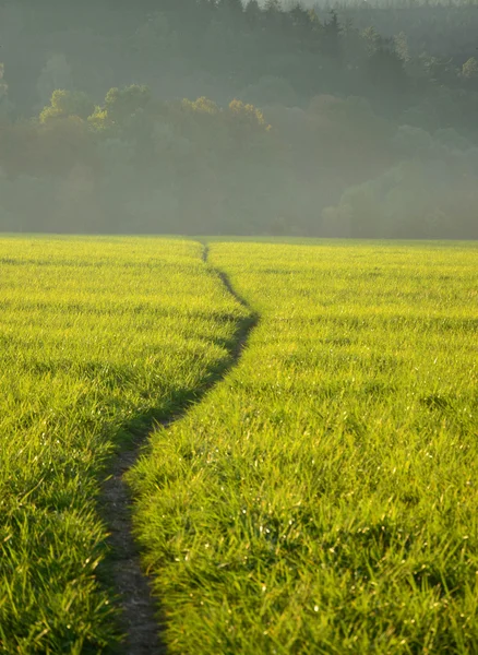 Green meadow in the sunshine in the evening — Stock Photo, Image