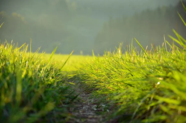 Green meadow in the sunshine in the evening — Stock Photo, Image