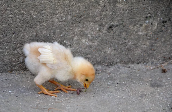 Новонароджене лоскотіння харчується на курячому дворі — стокове фото