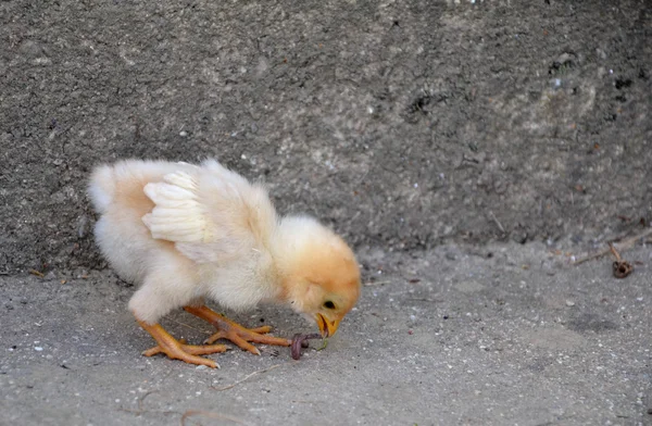 Newborn chickling are feeding in the chicken yard — Stock Photo, Image