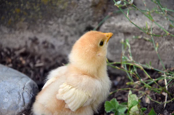 Karmienia noworodka groszek siewny kurczaka podwórku — Zdjęcie stockowe