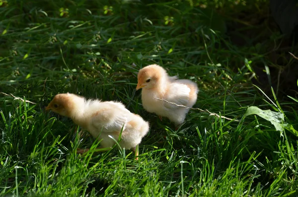 В саду кормят двух цыплят — стоковое фото