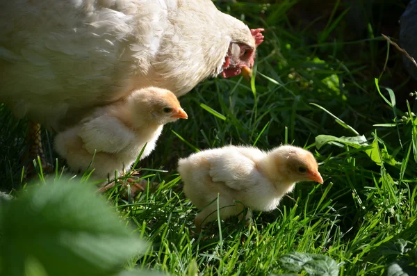 Gizemden hen chicklings ile bahçede besleme — Stok fotoğraf