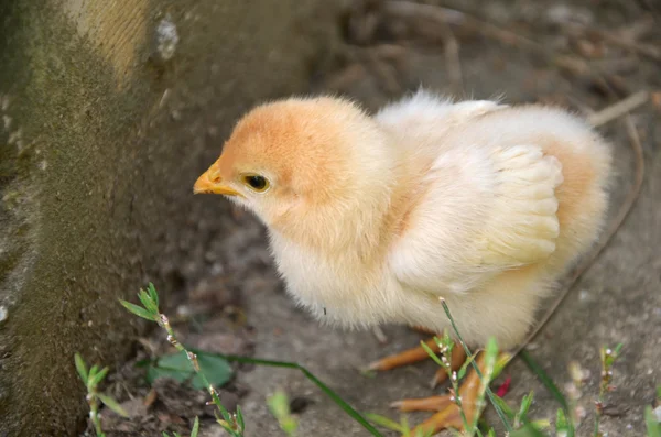 Young chickling is feeding in the garden — Stock Photo, Image